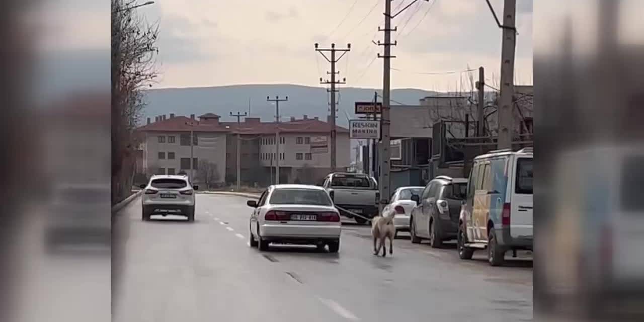 Çorum'da İki Köpeğin Otomobil Ve Motosiklete İple Bağlanarak Zorla Götürüldüğü Görüntüler Tepkiye Neden Oldu