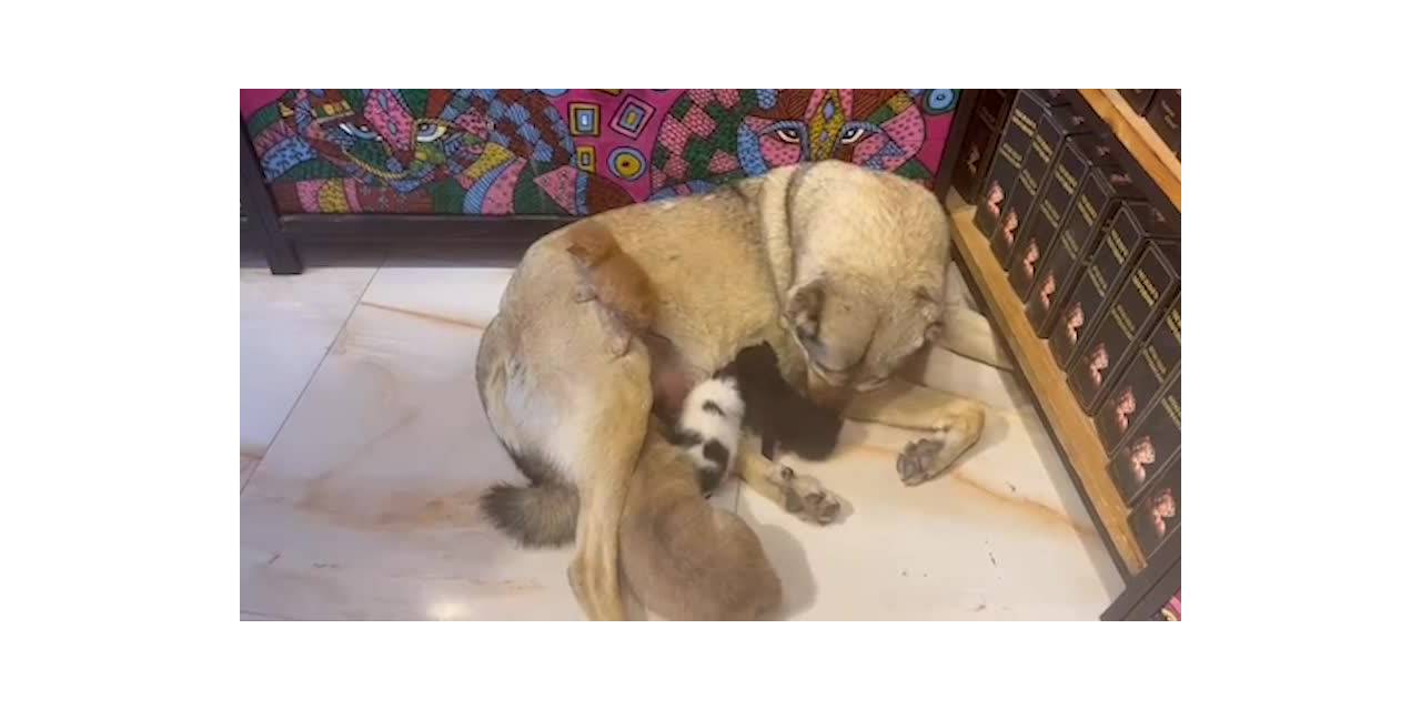 MARDİN’DE SOKAĞA ATILMIŞ 3 YAVRU KEDİYE BİR KÖPEK ANNELİK YAPIYOR