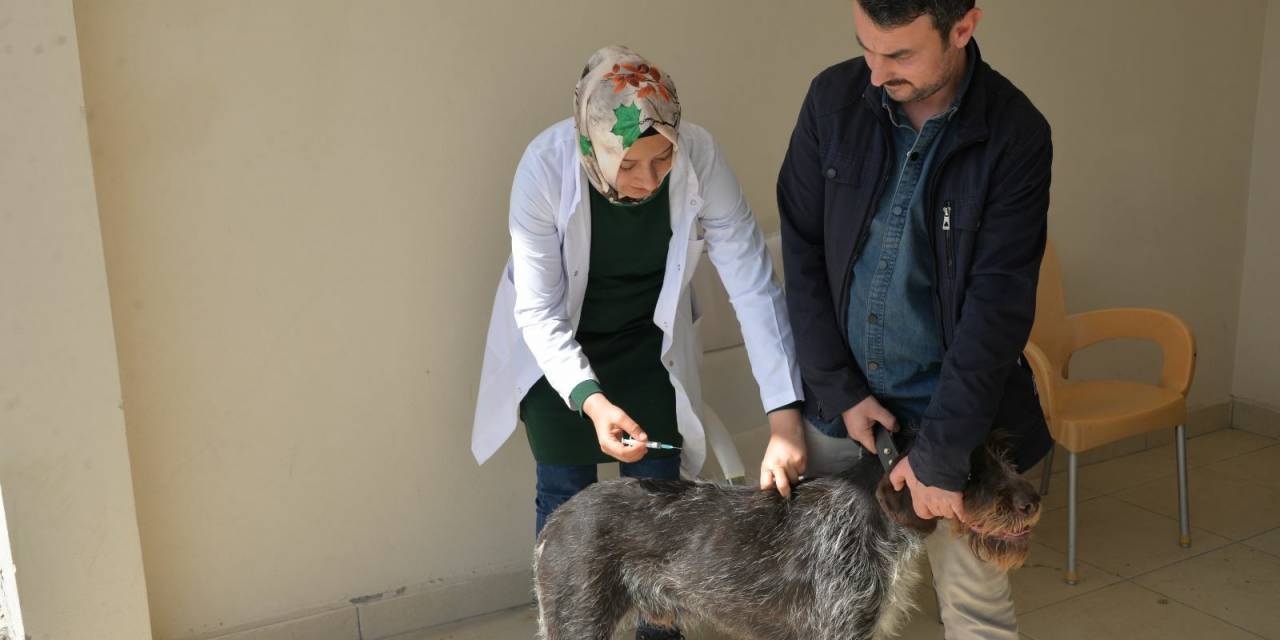 BOZÜYÜK BELEDİYESİ’NİN KUDUZ AŞISI KAMPANYASINDA 263 KEDİ VE KÖPEK AŞILANDI