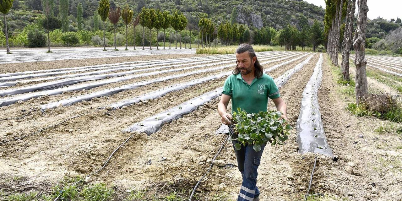 KUŞADASI BELEDİYESİ’NİN ADABAHÇE'Sİ YAZA HAZIRLANIYOR