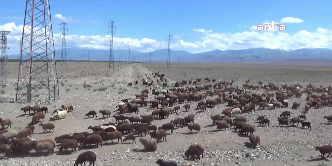 BESİCİLER IĞDIR'DA HAVALARIN ISINMASIYLA BİRLİKTE YAYLALARA GÖÇ ETMEYE BAŞLADI