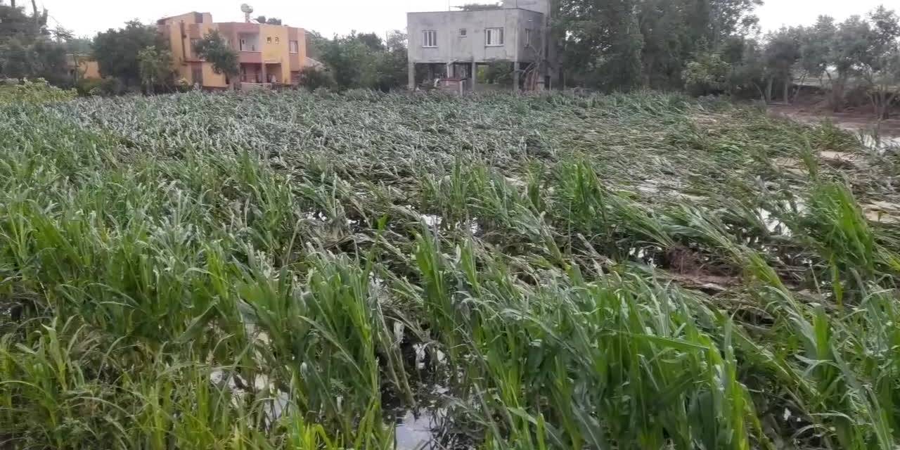 OSMANİYE'DE ETKİLİ OLAN YAĞMUR NEDENİYLE BAZI BÖLGELERDE TARIM ARAZİLERİ VE EVLERİ SU BASTI