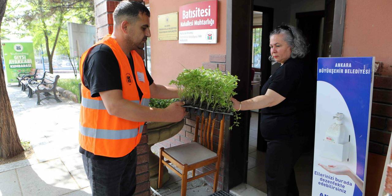 YENİMAHALLE BELEDİYESİ’NDEN ÜCRETSİZ FİDE DAĞITIMI