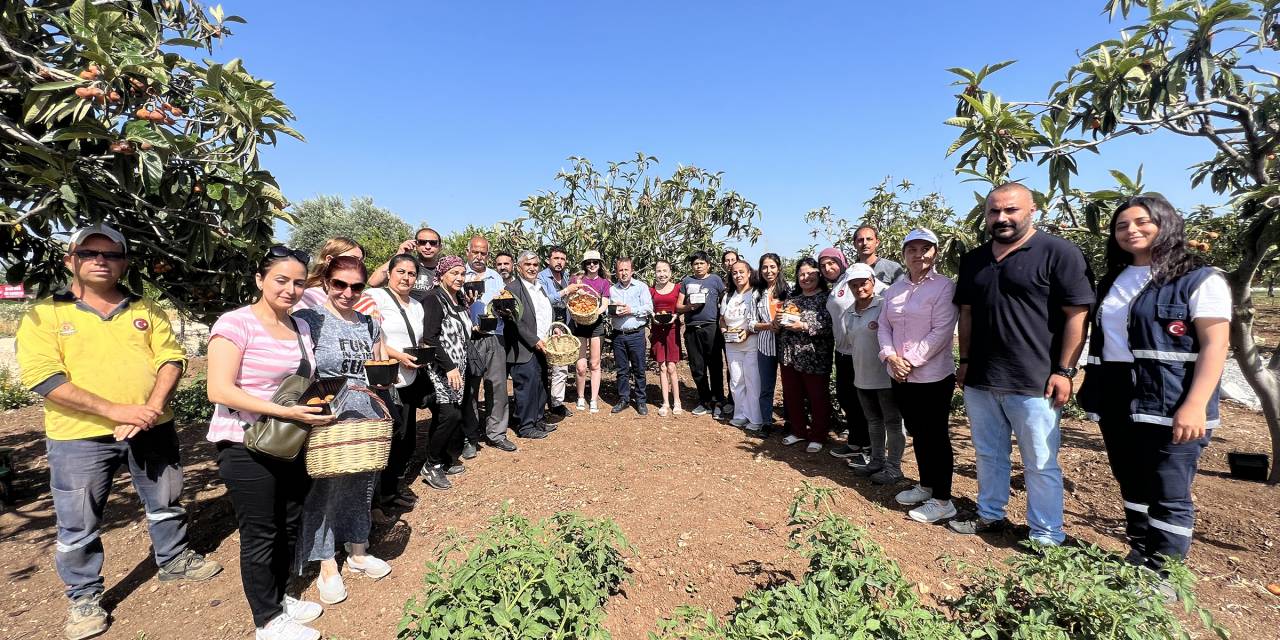 TARSUS BELEDİYESİ'NİN HASAT ETTİĞİ 2 TON YENİDÜNYA MEYVESİ VATANDAŞLARA ÜCRETSİZ ULAŞTIRILACAK