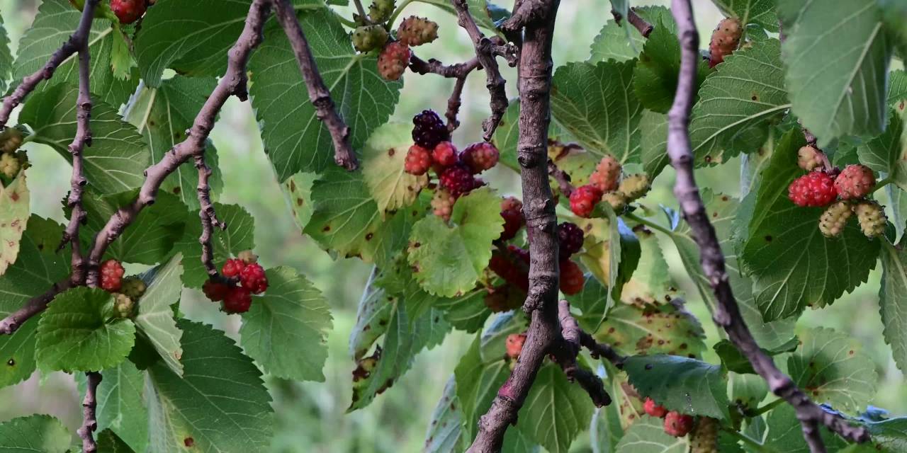Yozgat’ta Yaşları 3 İle 7 Asır Arasında Değişen Dut Ağaçları Meyve Vermeye Devam Ediyor