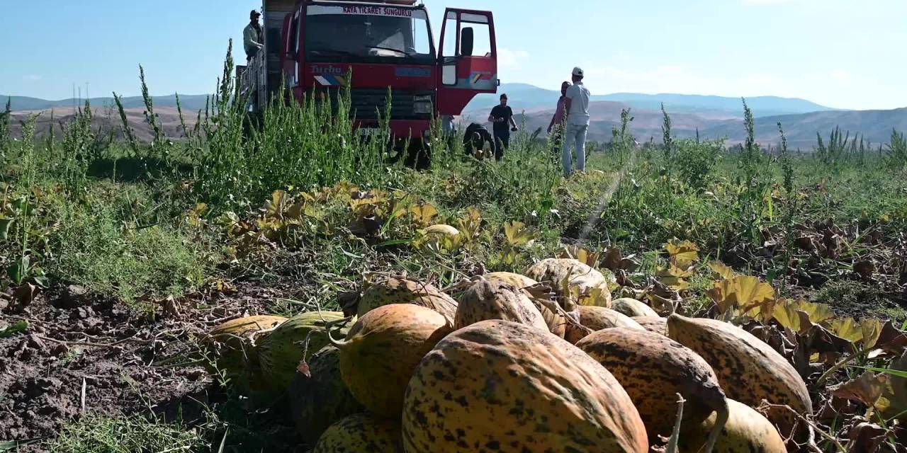 Yozgat’ta Kavun-karpuz Hasatı Devam Ediyor. Bölge Çiftçisi, Girdi Maliyetlerinden Şikayetçi