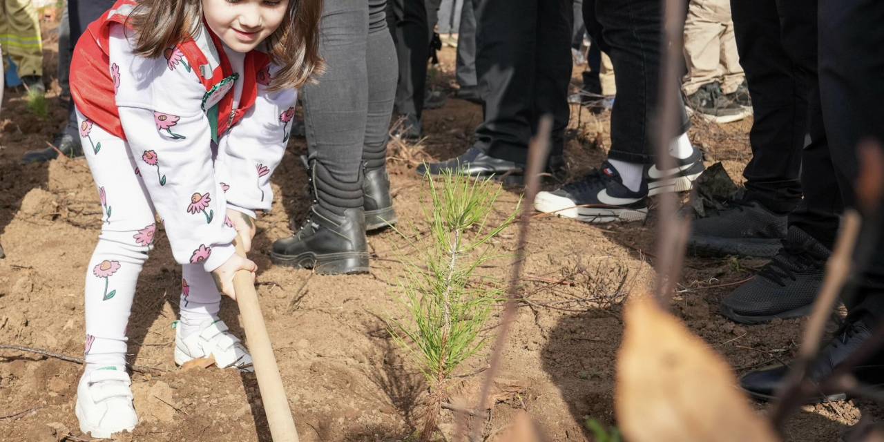 İstanbul'da Temmuz Ayında Yanan Ormanlık Alana 34 Bin 500 Çam Fidanı Dikildi