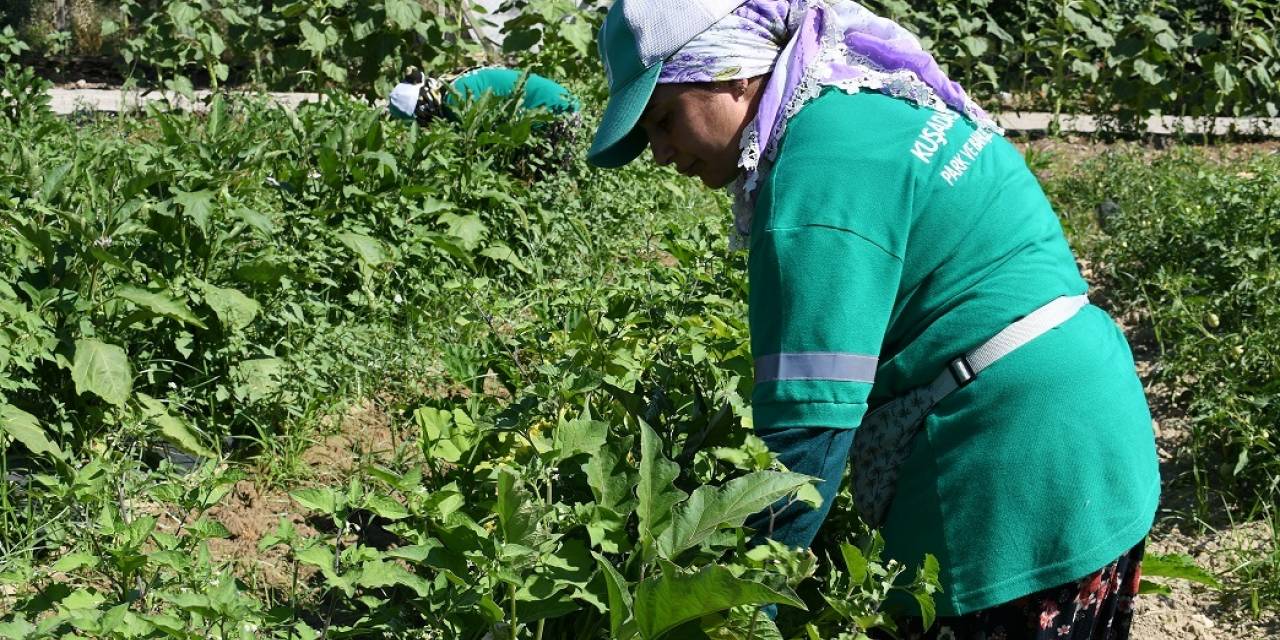 KUŞADASI BELEDİYESİ, ADABAHÇE'DE ÜRETTİĞİ SEBZELERİ ADAMARKET’TE SATIŞA SUNUYOR